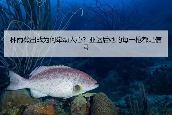 林雨薇出战为何牵动人心？亚运后她的每一枪都是信号